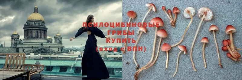 купить закладку  Краснообск  Галлюциногенные грибы MAGIC MUSHROOMS 